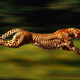 Illustration for article titled Caturday - Acionyx jubatus Edition